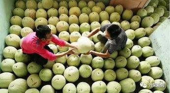 梦见吃三白瓜,揭秘三白瓜的神秘寓意