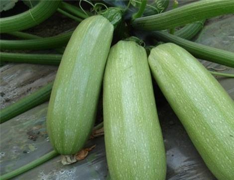 痛风吃野生瓜,天然食疗新选择