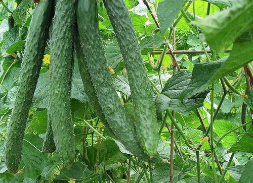 每日吃瓜的功效,健康生活新选择