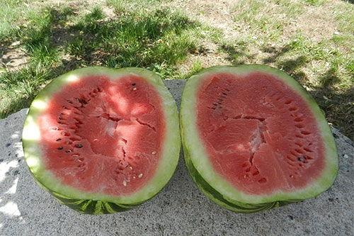 梦到在自己瓜地里吃瓜,一场瓜香四溢的奇幻之旅