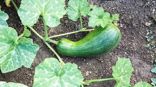 尿酸高可以吃瓠瓜,天然降酸美食推荐