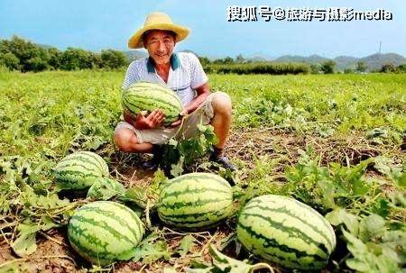 西安路吃瓜,街头吃瓜，品味市井百态