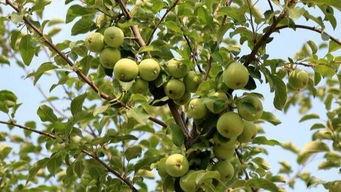 农村娃吃瓜的样子,农村娃的吃瓜时光