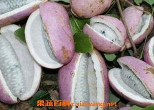 吃了海鲜可以吃八月瓜吗