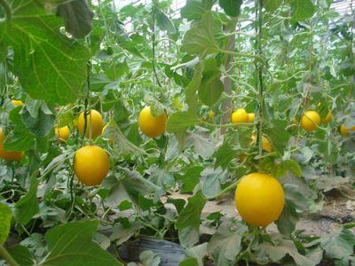 梦见吃田瓜,揭秘吃田瓜的神秘寓意