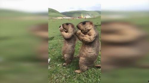 草原上吃瓜,探寻草原上的美味秘密