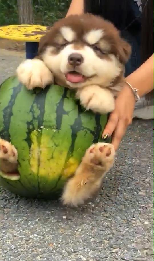 主人为狗吃瓜视频,萌宠版“瓜王争霸”