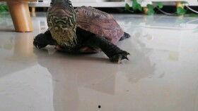 吃瓜绿乌龟,揭秘瓜界奇闻轶事