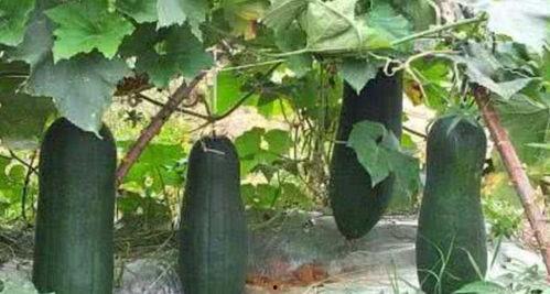 木鳖瓜熟了怎么吃,美味食法大揭秘