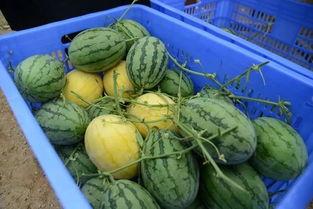 网红吃瓜q群,揭秘娱乐圈幕后风云