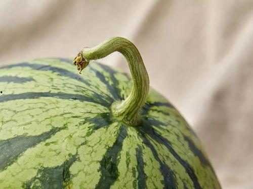 上海贵圈吃瓜,揭秘娱乐圈背后的“吃瓜”故事