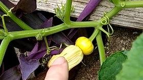 花里吃瓜,揭秘娱乐圈那些不为人知的幕后故事