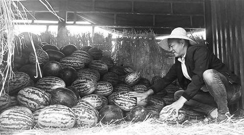 贺州吃瓜群众事件视频,网络围观下的社会现象解析