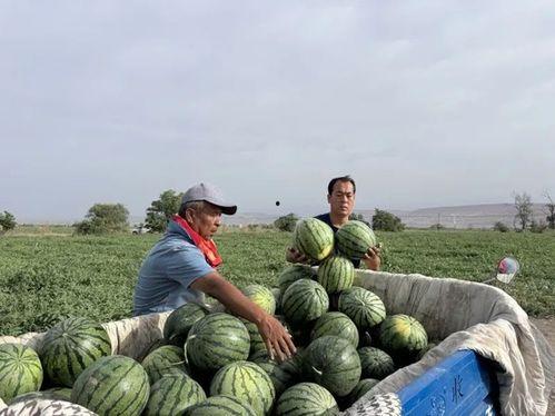 栏杆吃瓜后续,揭秘神秘事件背后的真相