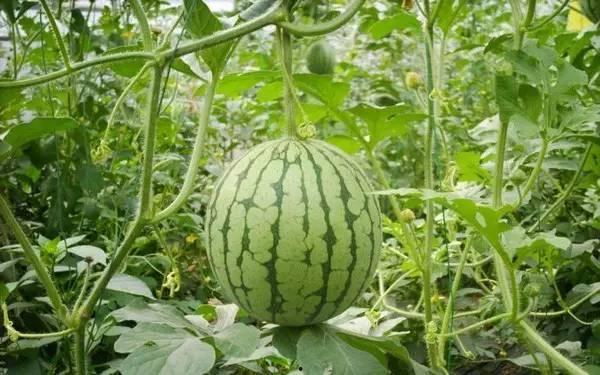 近期热门吃瓜事件广西,揭秘近期热门吃瓜事件背后的真相