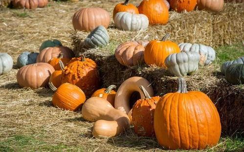 白腻吃瓜,揭秘娱乐圈的甜蜜瓜皮