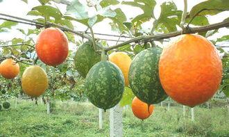 吃吊瓜拉肚子,警惕吊瓜腹泻现象