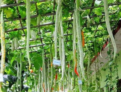 吃蛇瓜中毒的新闻,误食有毒植物的危害不容忽视”