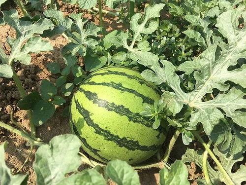 吃瓜小耳朵,揭秘娱乐圈那些不为人知的幕后故事