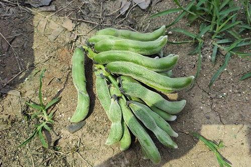 南方吃籽瓜,夏日消暑佳品，传统美食新体验