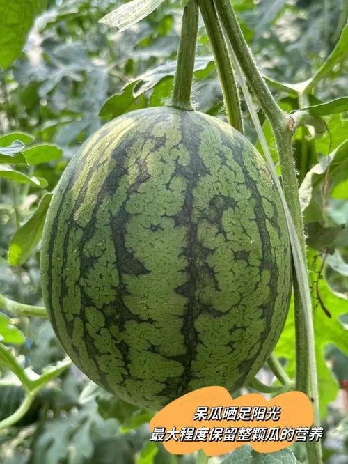 什么瓜腾可以吃,解锁夏日清新口感新选择