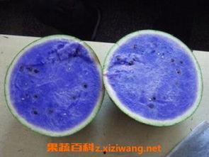 可以吃紫瓜吗,紫瓜的营养价值与食用指南