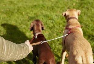 遛狗吃瓜丝,共享悠闲生活时光