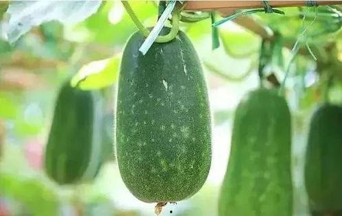 吃脆瓜祛湿吗,夏日健康好伴侣