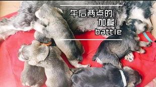 小狗吃小瓜视频播放