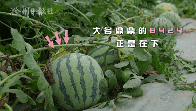 暂停吃瓜,聚焦生活本质