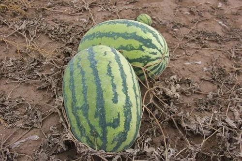 吃瓜小堂主,网络红人的崛起与影响力