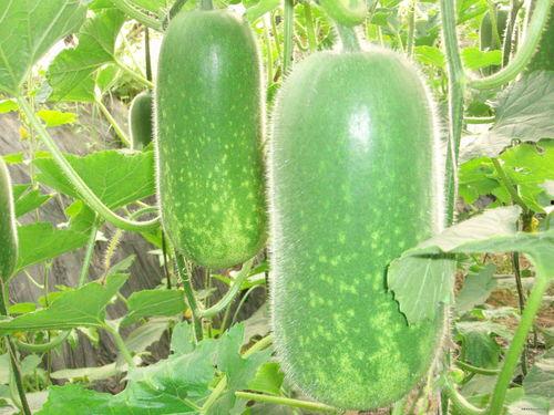 5.1吃瓜截屏,一场视觉盛宴的幕后故事