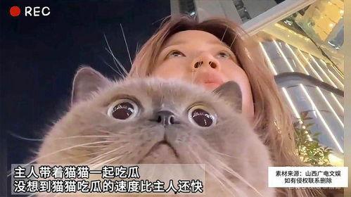 猫咪吃瓜的视频,萌宠瓜界新势力