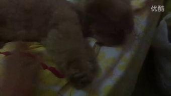 小崽吃瓜视频,揭秘娱乐圈幕后故事