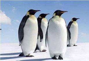 海边的吃瓜企鹅图片,企鹅吃瓜欢乐时光