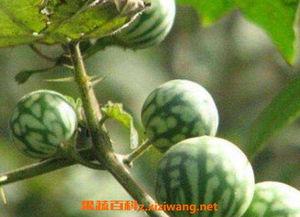 马泡瓜整个吃,马泡瓜全食体验记