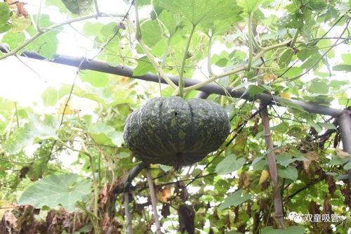 夜吃瓜吃瓜打开新世界大门,解锁新世界大门的奇妙之旅