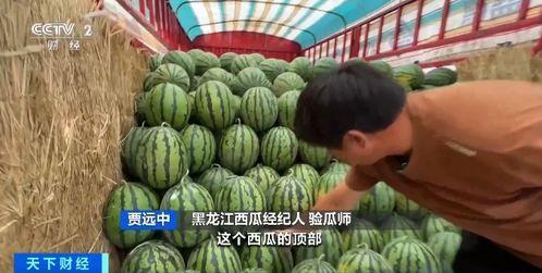 禾苗吃瓜,田园生活的甜蜜交响曲