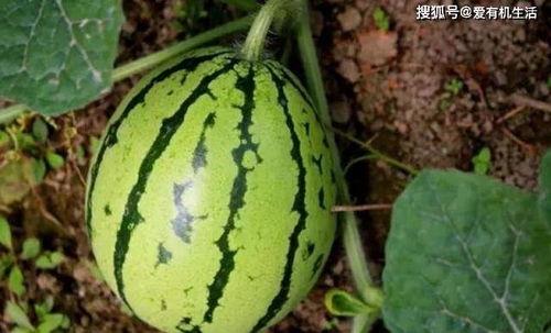 地里摘瓜吃,尽享瓜果飘香时光