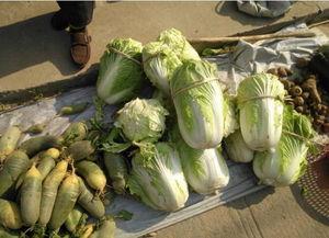 吃瓜种瓜卖瓜的说说,揭秘瓜农的甜蜜生活与市场风云