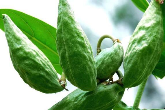 吃角瓜有什么作用